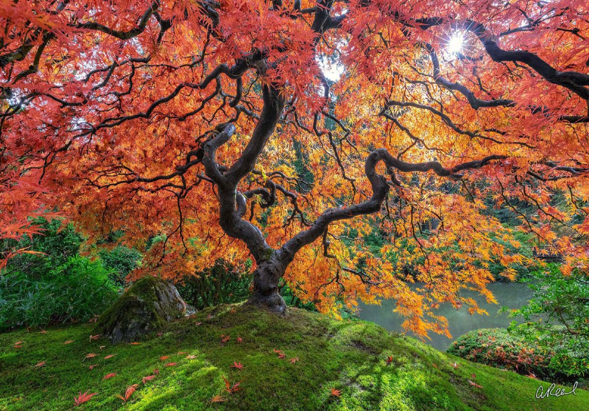 Heavens Gate Japanese Maple Tree by photographer Aaron Reed