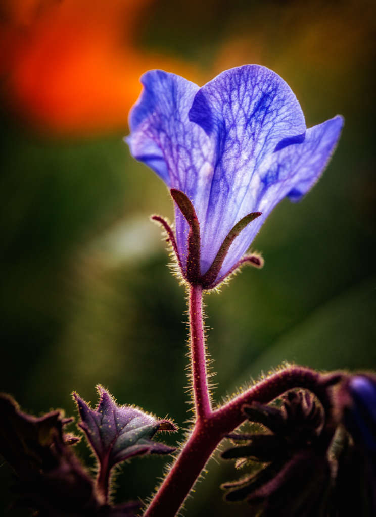 Amazing Macro Wildflower Photography 
