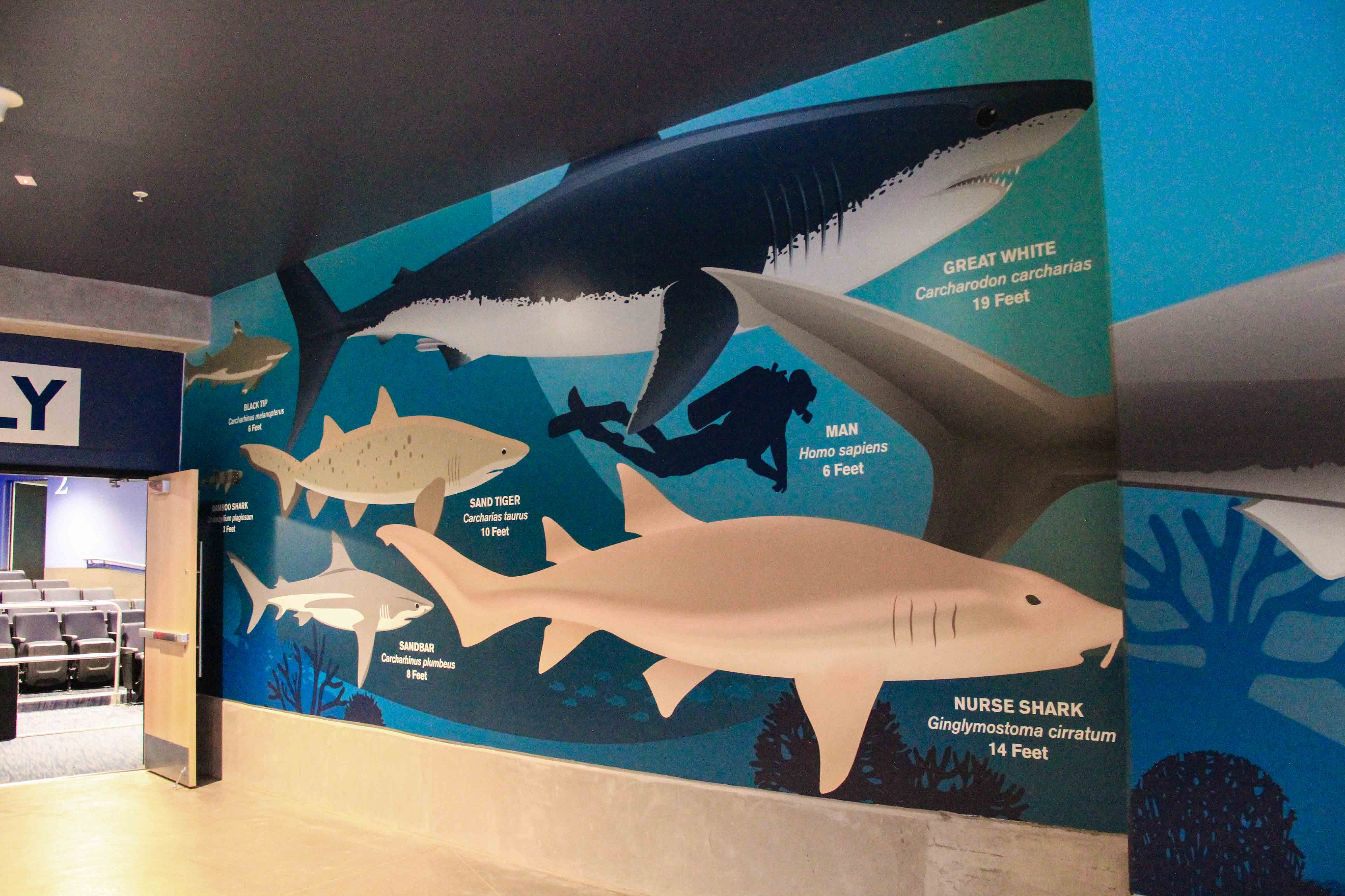 OdySea Shark Wallpaper