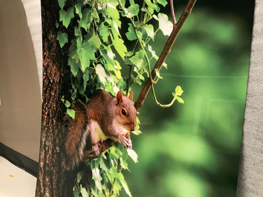 FIne art prints for KSL Camelback Hotel picture of a squirrel web