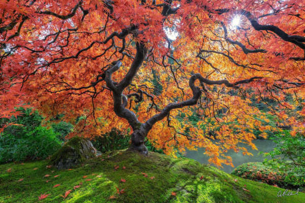 Fine Art Photographer Aaron Reed Expressing Nature’s Majesty