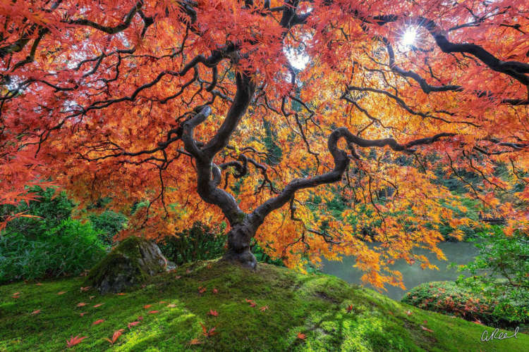 Fine Art Photographer Aaron Reed Expressing Nature’s Majesty