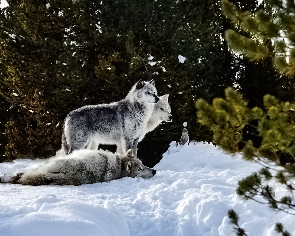 Pack of wolves by Steve Scott for AHD blog web 1200x960 1