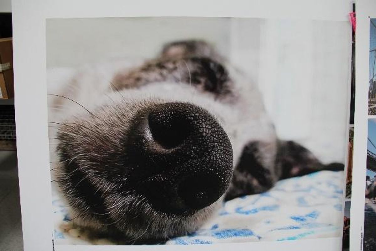 dog sleeping art printing services