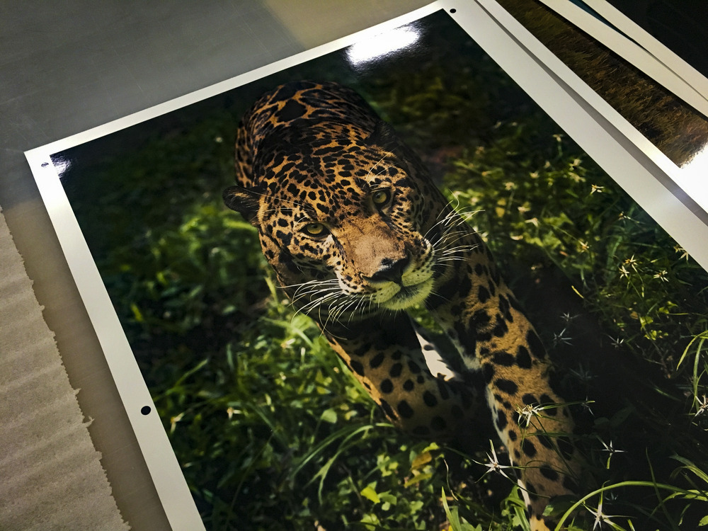Leopard in a jungle