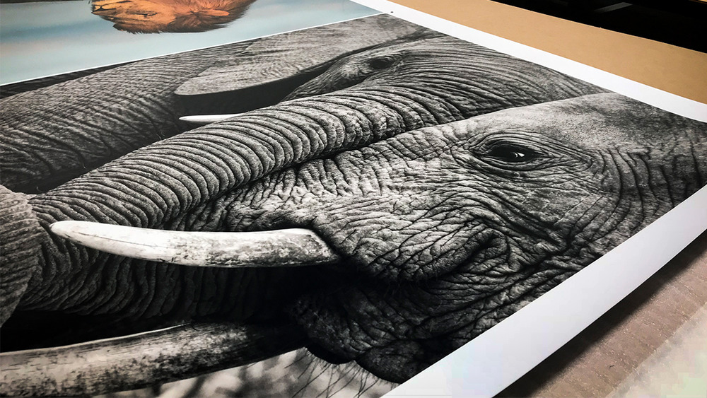 printed photos of elements