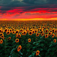A photograph of a billion sunflowers in a field