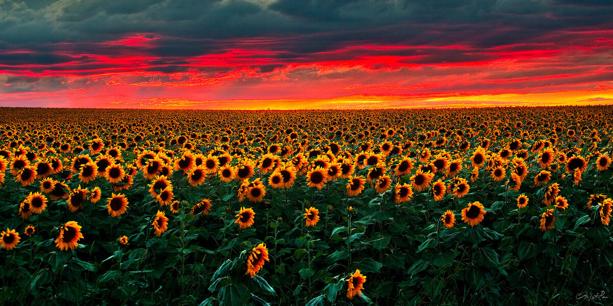 A photograph of a billion sunflowers in a field