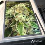 Are you bored with the same old printing options? We were, too. That’s why we offer options that will inspire you to keep creating.  From ChromaLuxe metal prints to direct-to-acrylic prints, we guarantee you’ll never run out of ways to make your art stand out.Featured: Duratrans Backlit #ArtisanHD #UniquePrints #Photography #Chromaluxe #AcrylicPrints #Dibond