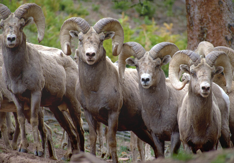 picture of alpha bighorns standing