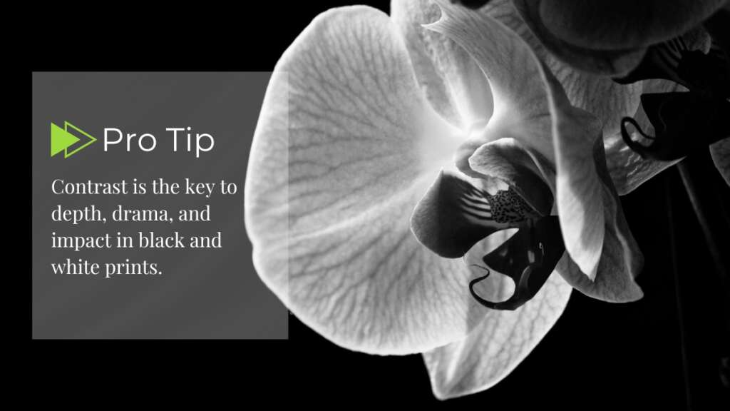 Black and white image of white orchid on black background with tip about the importance of contrast for monochrome prints